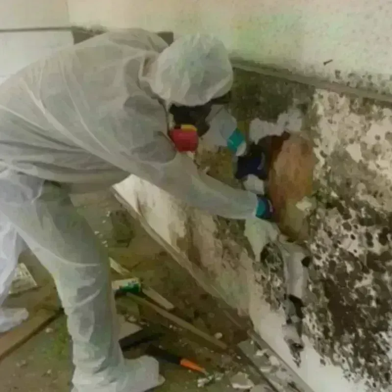 Mold Remediation and Removal in Eau Claire, WI